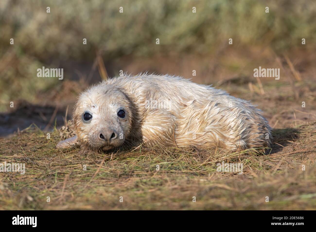 Neonato Atlantic Grey Seal Pup (Helichoerus grypus) in dune di sabbia Foto Stock