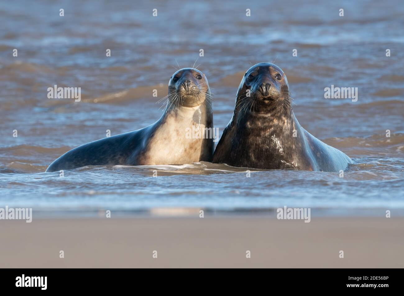 Sigilli grigi Atlantici maschi e femmine (Halichoerus grypus) al bordo della marea Foto Stock