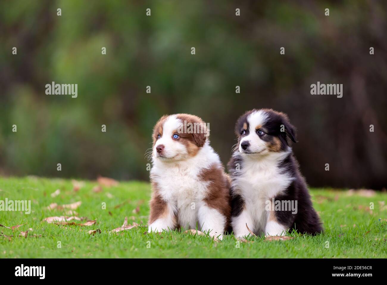 Due simpatici cuccioli australiani di Pastore seduti sull'erba verde. Foto Stock