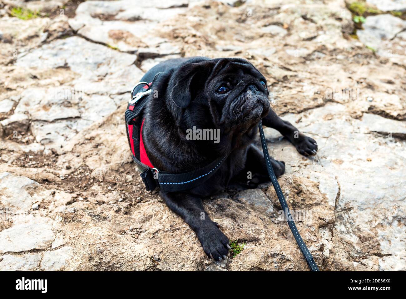 Nero pug cane senza colletto sdraiato su pietra su sfondo naturale. Primo piano. Spazio di copia Foto Stock