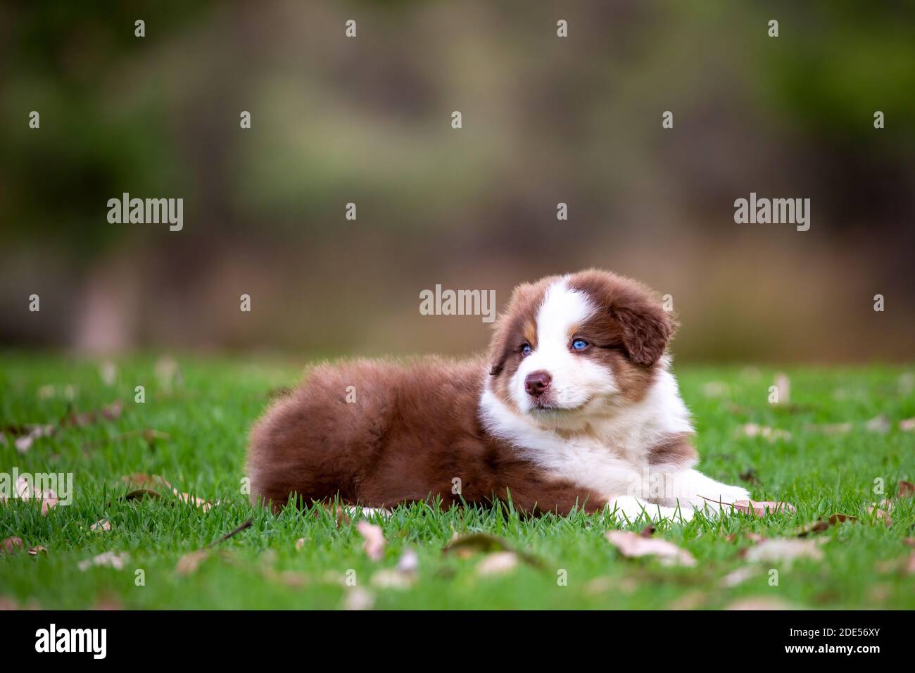 Rosso tricolore australiano Puppy Pastore su erba verde. Foto Stock