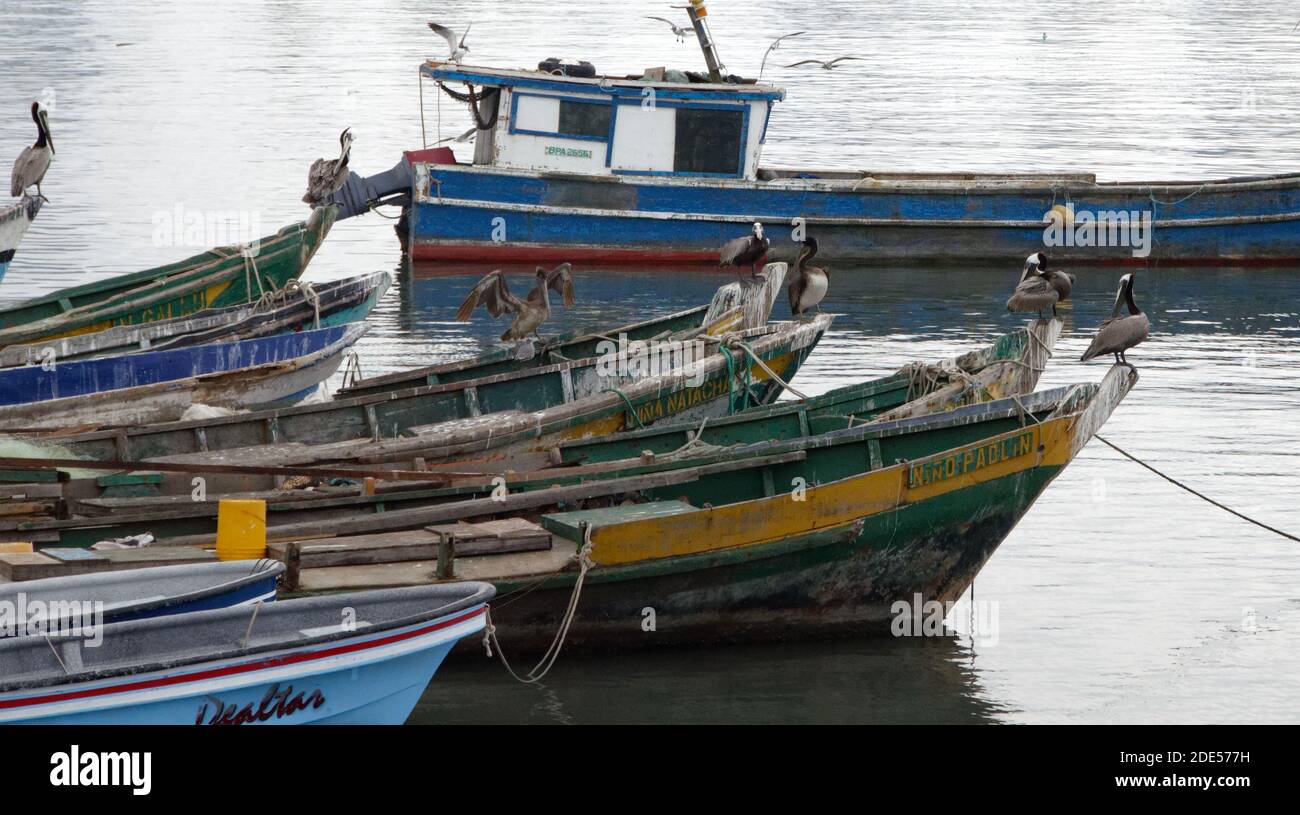 Pellicani che si siedono sulle barche da pesca dal mercato del pesce, Panama City, Panama, America Centrale Foto Stock