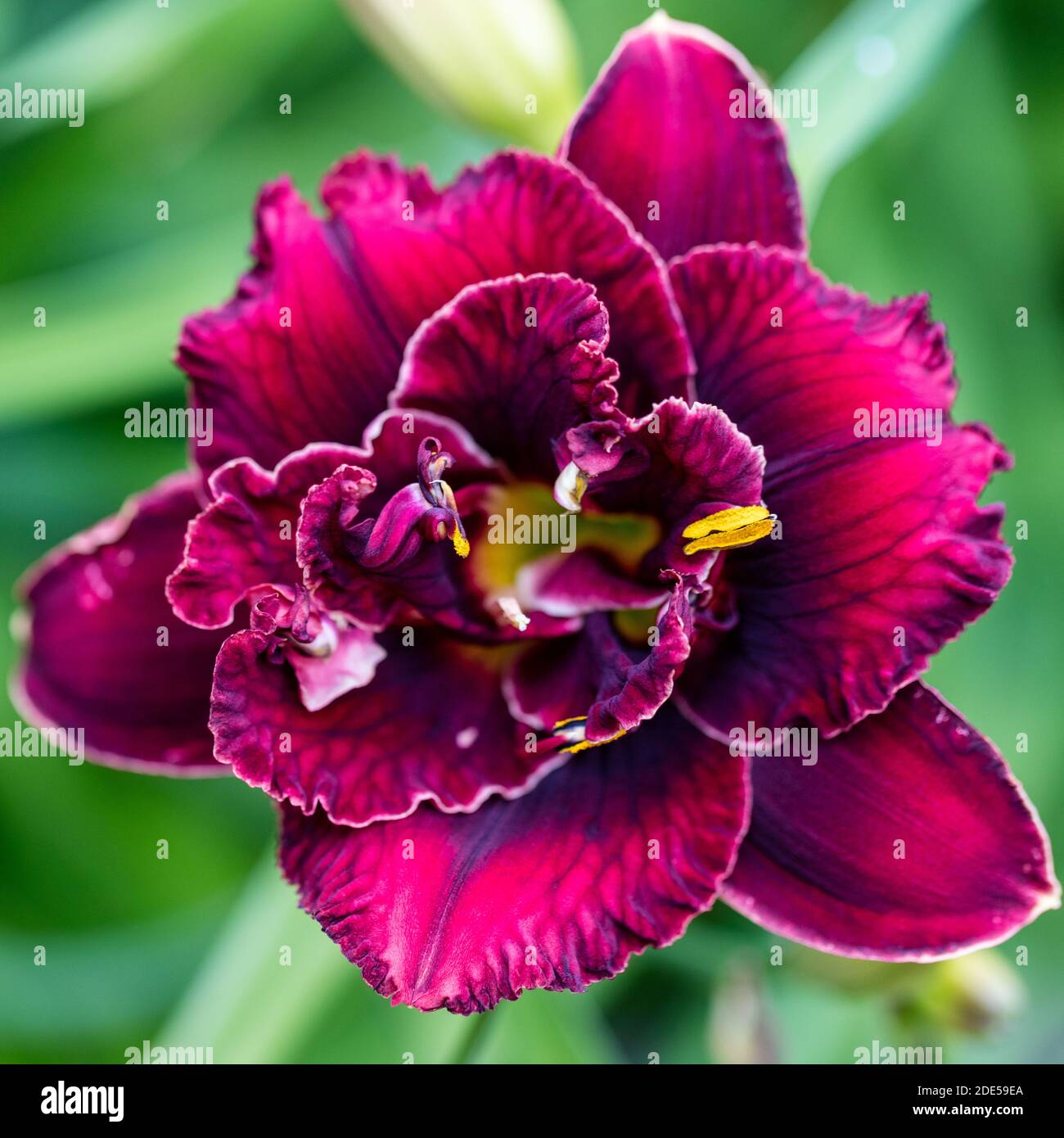 'Stellar Double Rose' Daylily, Daglilja (Hemerocallis) Foto Stock