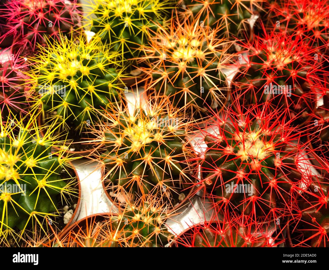 piante di cactus colorate, decorazioni colorate di cactus in miniatura Foto Stock