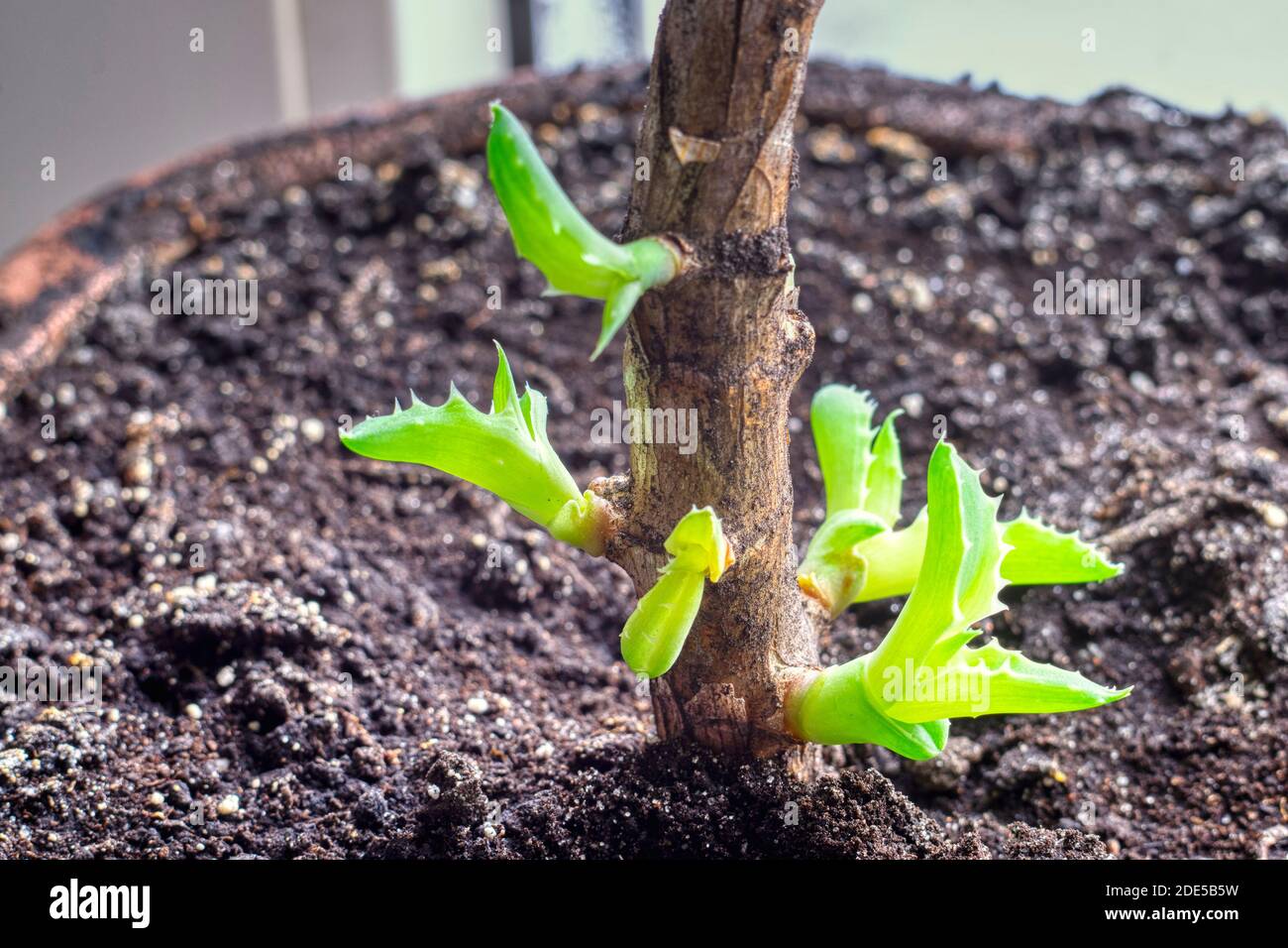 Foglie giovani che crescono sulla pianta aloe vera macro closeup Foto Stock