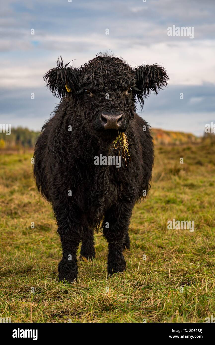 Bestiame Galloway al Bannwaldturm Pfrunger-Burgweiler Ried vicino Ostrach Foto Stock
