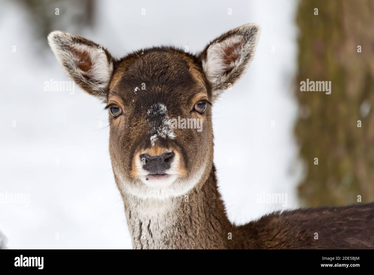 Femmina daino daino Dama dama ritratto in neve-coperto paesaggio invernale Foto Stock