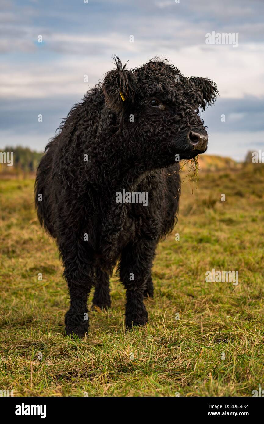 Bestiame Galloway al Bannwaldturm Pfrunger-Burgweiler Ried vicino Ostrach Foto Stock