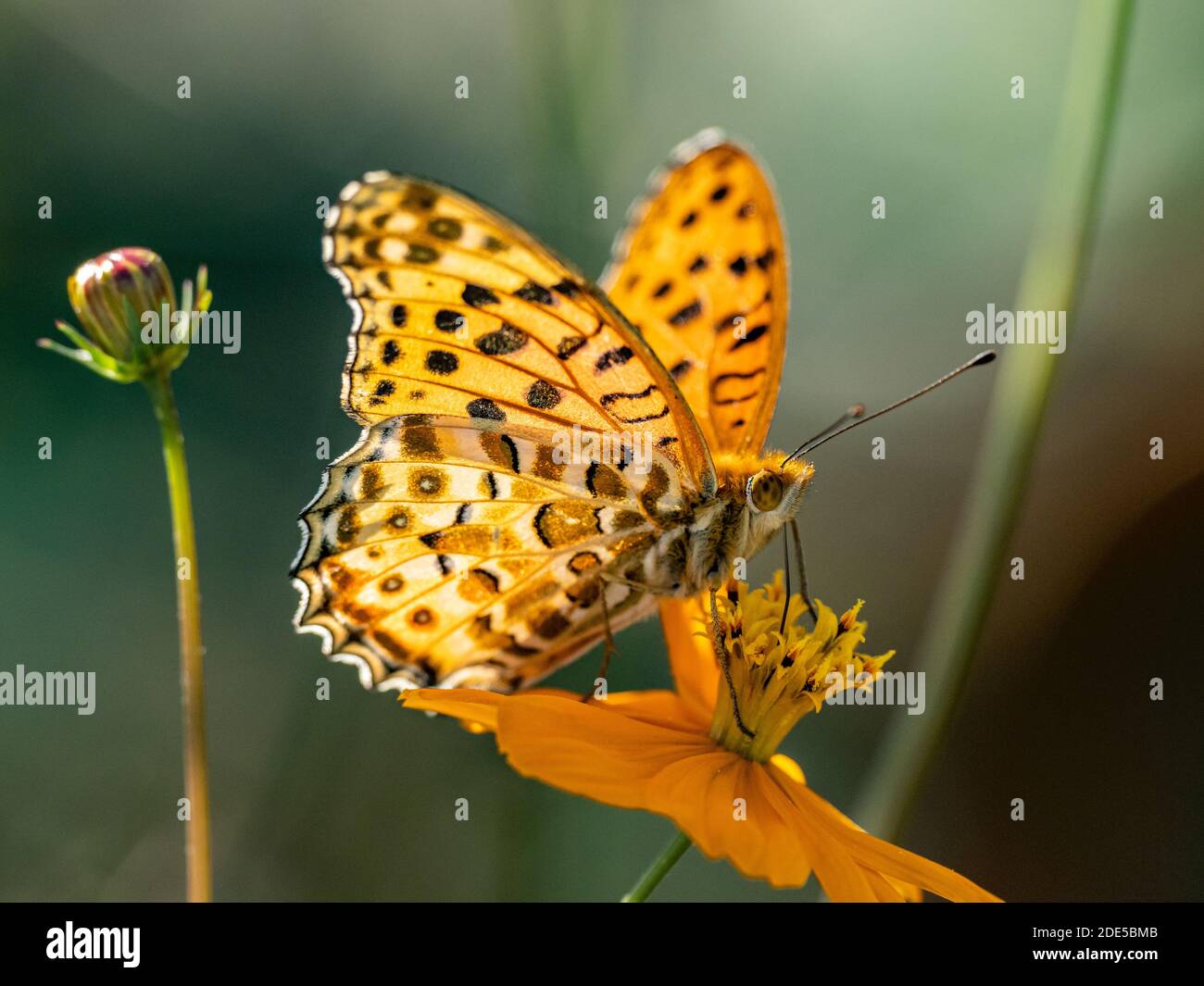 Una farfalla tropicale, o indiana, del fritillary, Argynnis iperbius, si nutre di un fiore di cosmo dorato in un letto di fiori vicino Yokohama, Giappone. Foto Stock