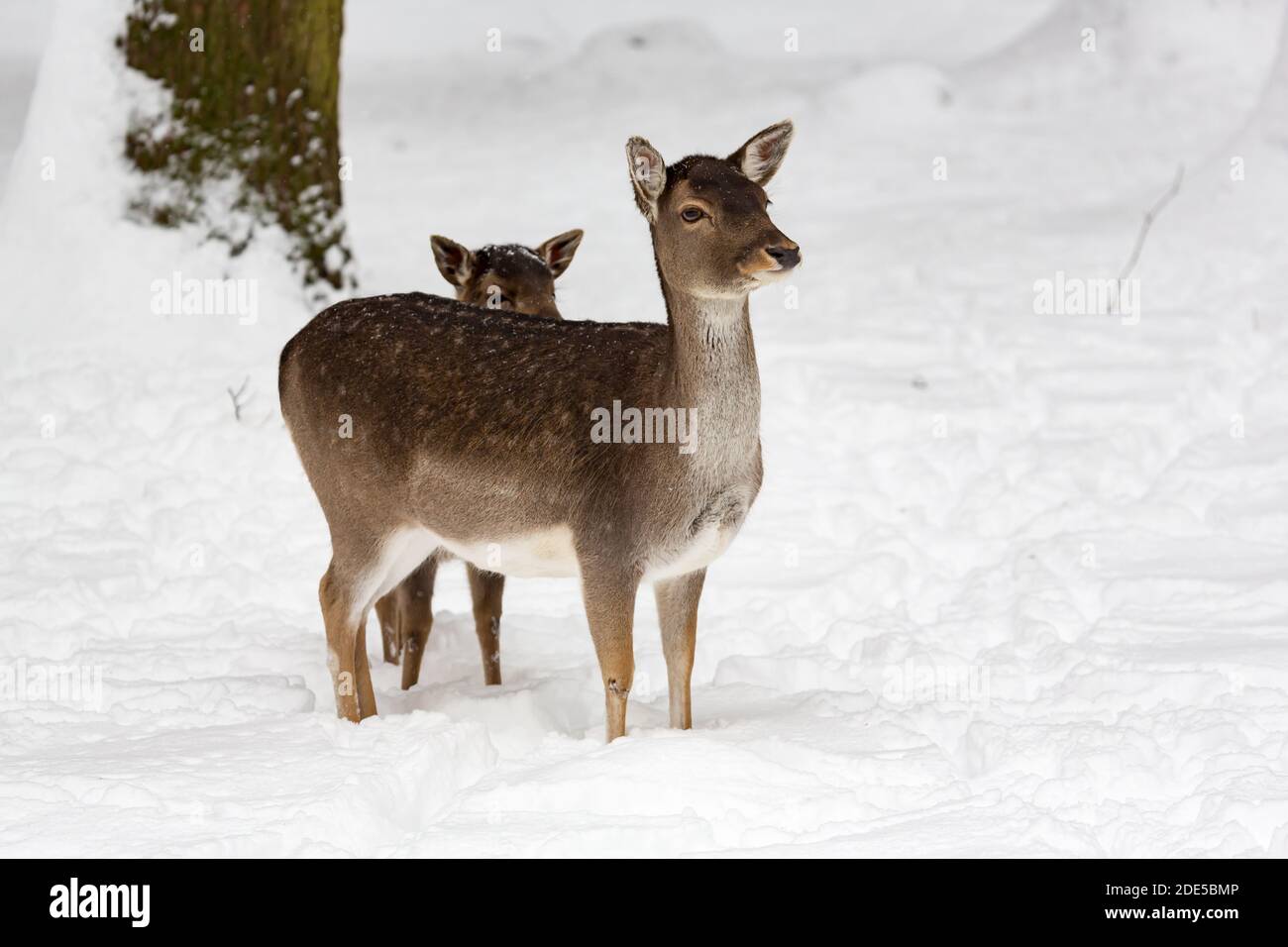 Femmina daino daino Dama dama con vitello in inverno innevato orizzontale Foto Stock