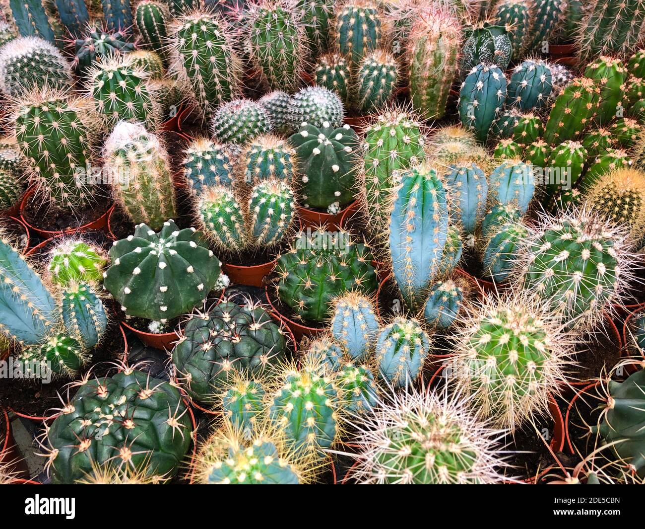molte piccole piante di cactus - raccolta di piante di cactus in vaso - Foto Stock