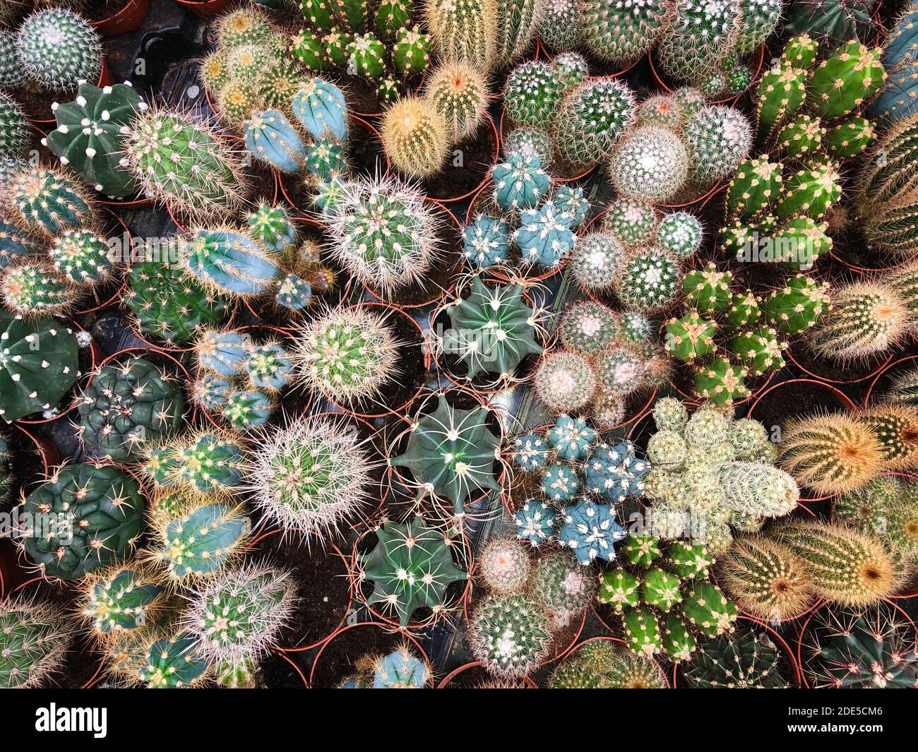 molti cactus in negozio di piante / piante di cactus in miniatura Foto Stock
