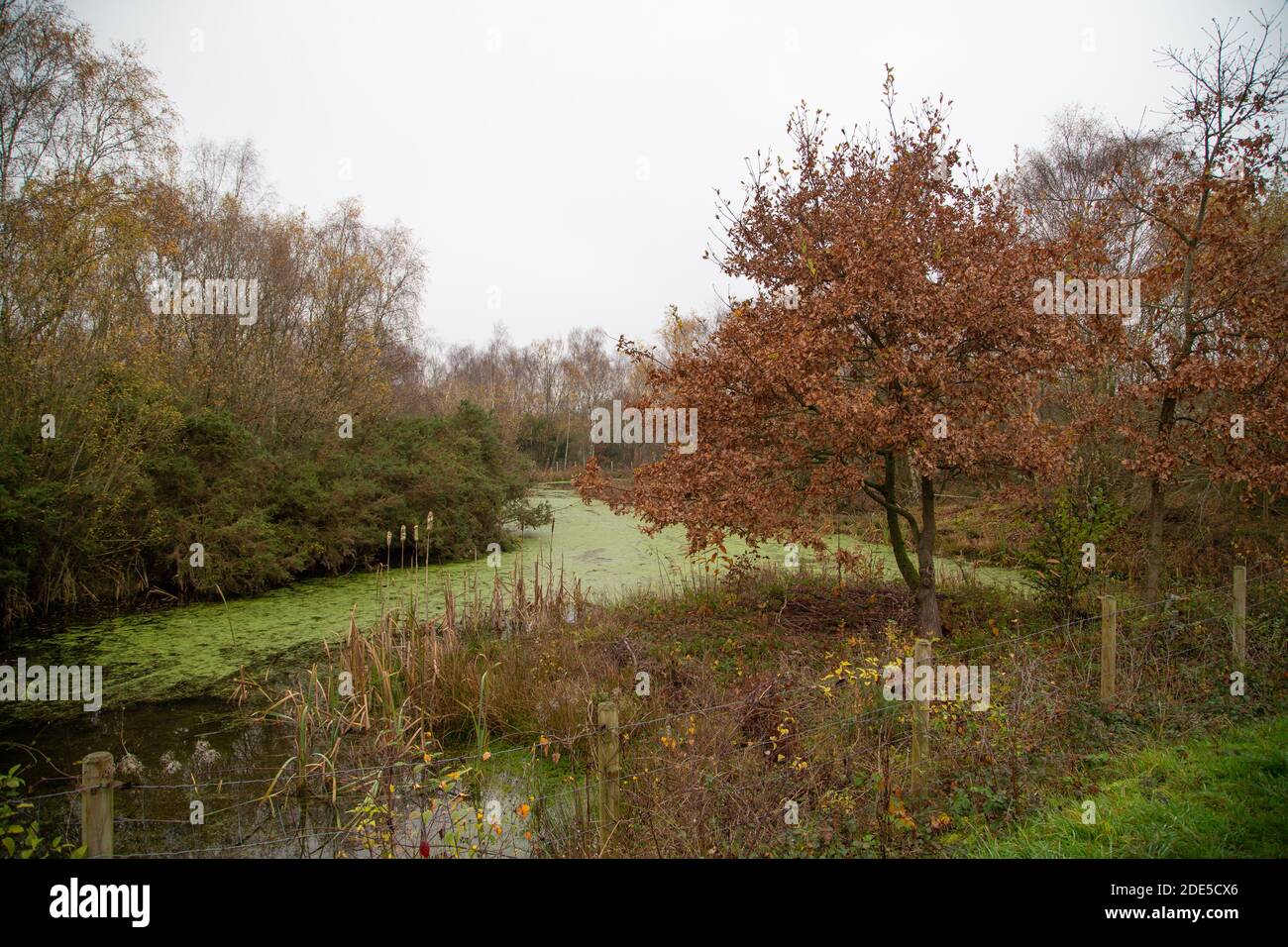 Shorne Woods Country Park.Kent.UK. Un laghetto preso sopra da erbacce stagno. Foto Stock