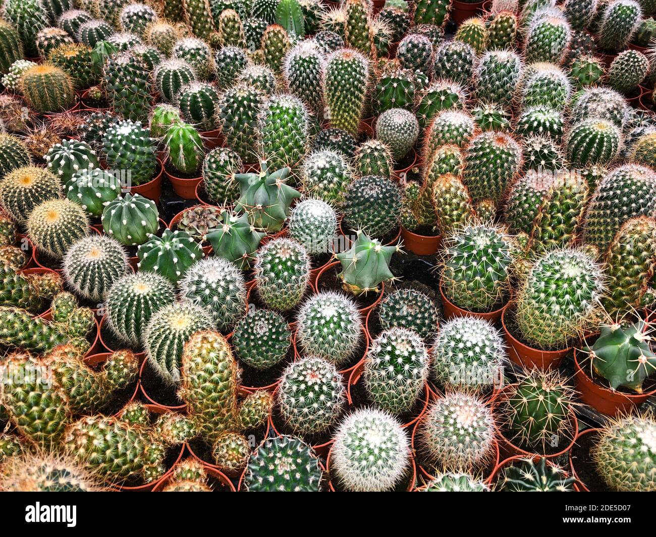 molte piccole piante di cactus - raccolta di piante di cactus in vaso - Foto Stock