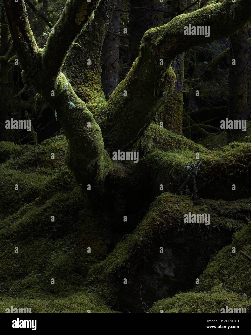 Quercia morta coperta di muschio in piantagione forestale, vicino a Kentra, Ardnamurchan, Lochaber, Highland, Scozia Foto Stock