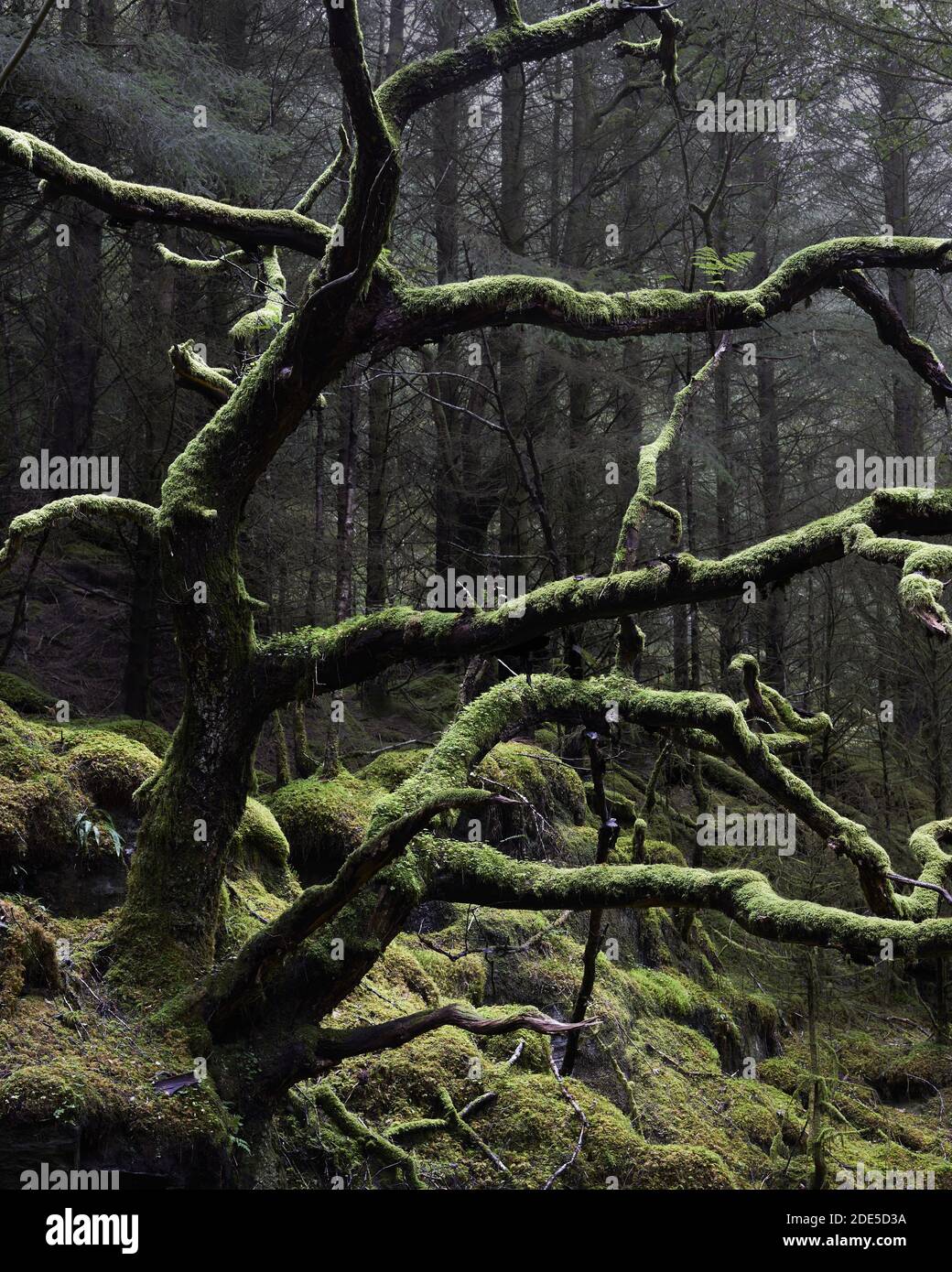 Quercia morta coperta di muschio in piantagione forestale, vicino a Kentra, Ardnamurchan, Lochaber, Highland, Scozia Foto Stock