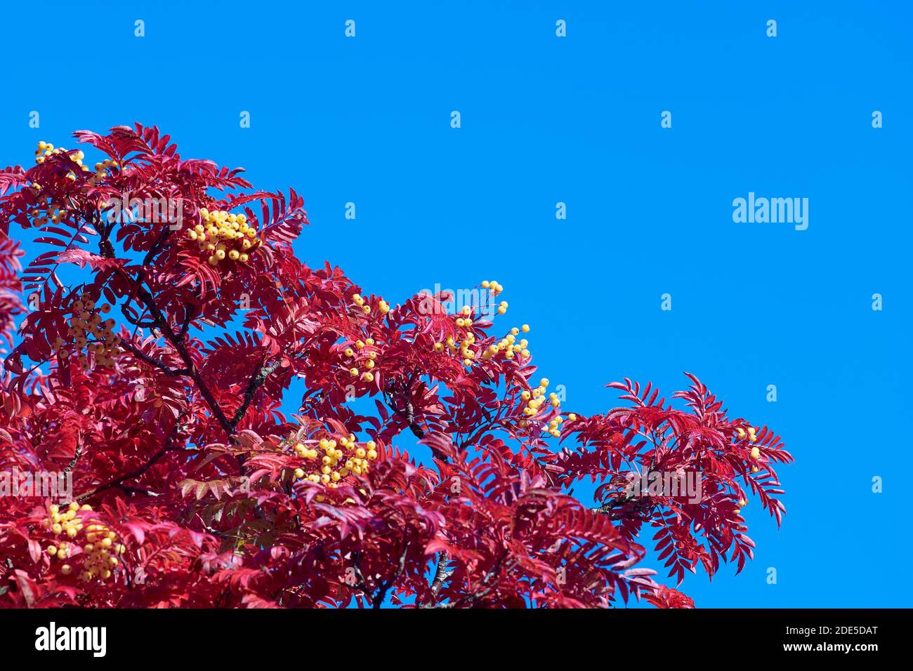 Albero di Rowan con bacche gialle in autunno contro un cielo blu. Foto Stock