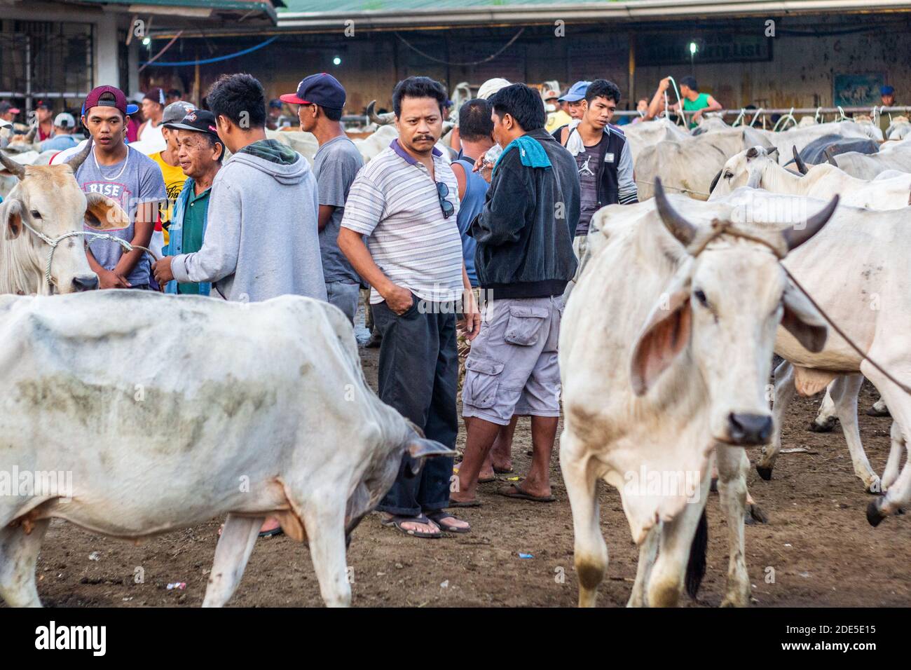 Mattina presto al mercato dell'asta di bestiame di Padre Garcia a Batangas, Filippine Foto Stock