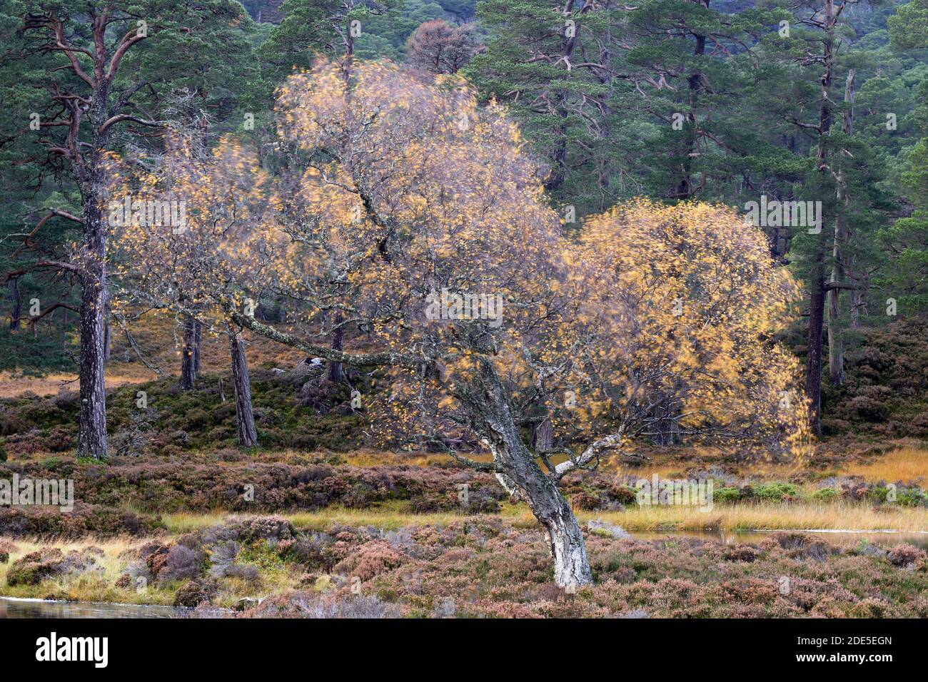 Silver Birch Tree soffiando nel vento, Ballochbuie Forest, vicino a Braemar, Deeside, Aberdeenshire, Scozia. Parco nazionale di Cairngorms. Foto Stock