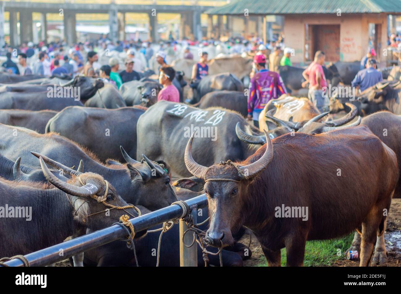 Mattina presto al mercato dell'asta di bestiame di Padre Garcia a Batangas, Filippine Foto Stock