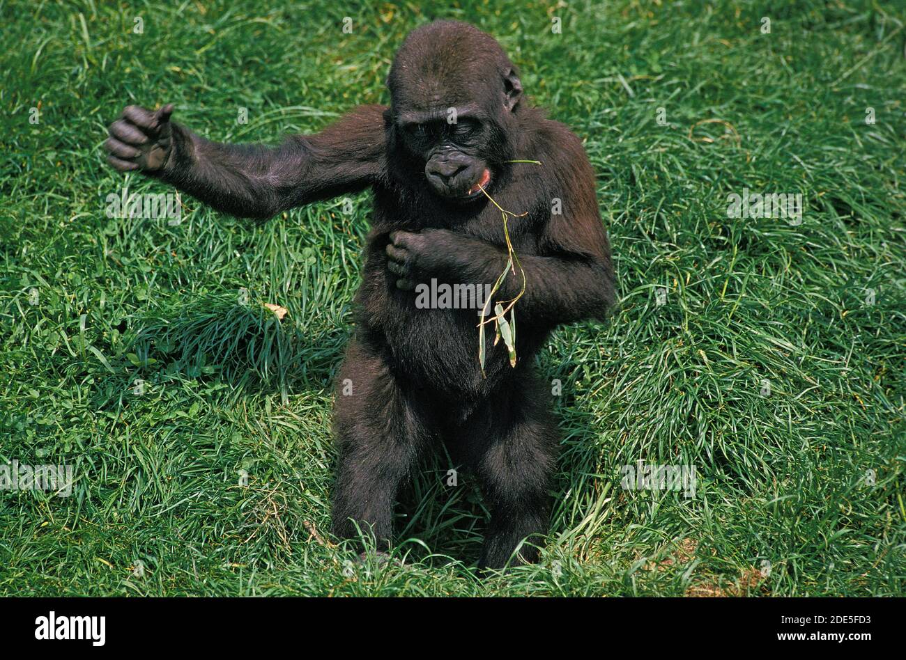 Eastern Lowland Gorilla, gorilla gorilla graueri, Baby visualizzati battendo Chest Foto Stock