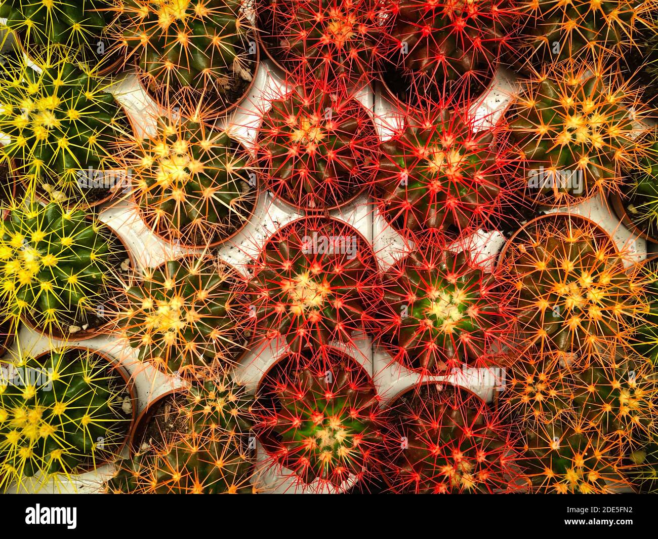 piante di cactus colorate, decorazioni colorate di cactus in miniatura Foto Stock