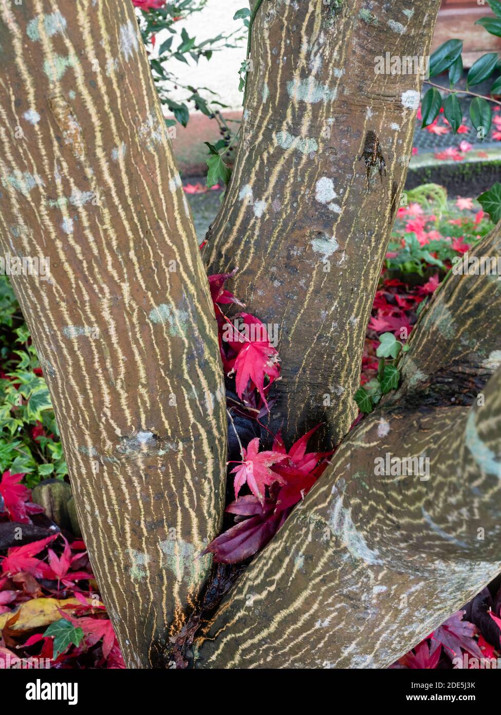 Panna e bruna corteccia a strisce dell'acero giapponese, Acer palmatum 'Bloodgood', tra le sue foglie rosse d'autunno Foto Stock