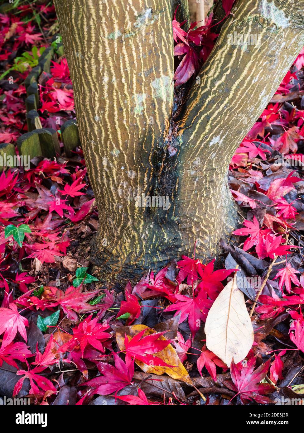 Panna e bruna corteccia a strisce dell'acero giapponese, Acer palmatum 'Bloodgood', tra le sue foglie rosse d'autunno Foto Stock