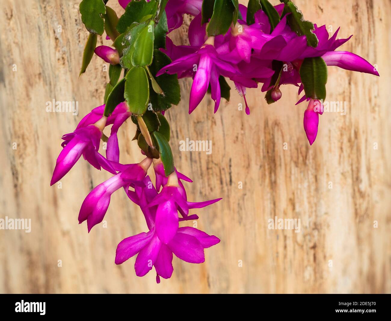 Massaggiata fine autunno mostra del cactus epifitico fiorito rosa di Natale, Schlumbergera truncata Foto Stock