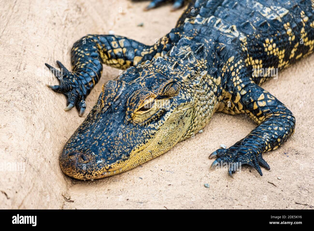 Alligatore americano giovanile (Alligator missisippiensis) - Florida, Stati Uniti Foto Stock