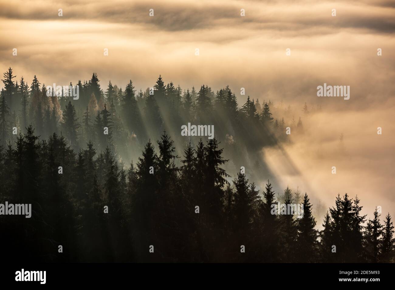 Foresta nella nebbia pomeridiana. Nebbia divisa dai raggi solari. Misty vista pomeridiana nella zona delle montagne bagnate. Foto Stock