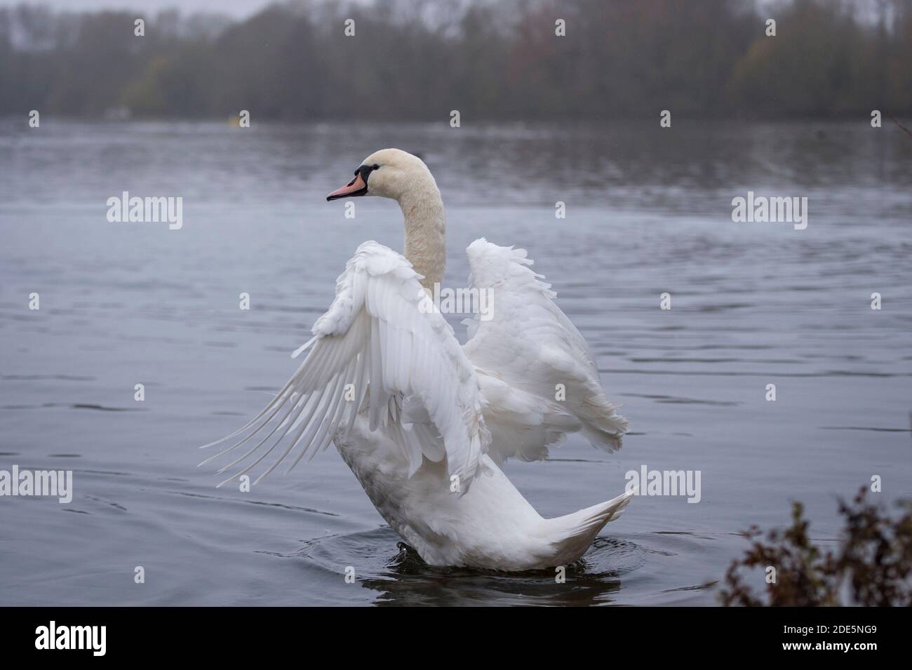 Rickmansworth, Regno Unito. 29 novembre 2020. Un cigno a Rickmansworth Aquadrome in Hertfordshire. In tutto il Regno Unito è stata riportata una varietà di cigni morenti, sospettati di essere causati dal ceppo di influenza aviaria H5N8 introdotto dalla migrazione degli uccelli selvatici. Il Dipartimento per l'ambiente, l'alimentazione e gli affari rurali (DEFRA) ha confermato un focolaio di H5N8 in un locale di ingrasso della turchia vicino a Northallerton il 28 novembre. Le epidemie sono già confermate tra i volatili in cattività in altre parti del Regno Unito, sollevando il timore che il pollame possa essere eliminato quest'inverno. Credit: Stephen Chung / Alamy Live News Foto Stock