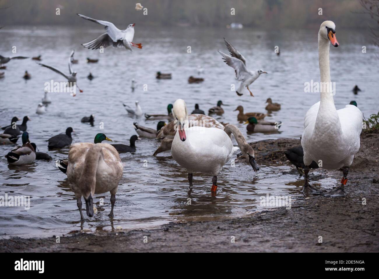 Rickmansworth, Regno Unito. 29 novembre 2020. Cigni alimentati dal pubblico a Rickmansworth Aquadrome, Hertfordshire. In tutto il Regno Unito è stata riportata una varietà di cigni morenti, sospettati di essere causati dal ceppo di influenza aviaria H5N8 introdotto dalla migrazione degli uccelli selvatici. Il Dipartimento per l'ambiente, l'alimentazione e gli affari rurali (DEFRA) ha confermato un focolaio di H5N8 in un locale di ingrasso della turchia vicino a Northallerton il 28 novembre. Le epidemie sono già confermate tra i volatili in cattività in altre parti del Regno Unito, sollevando il timore che il pollame possa essere eliminato quest'inverno. Credit: Stephen Chung / Alamy Live News Foto Stock