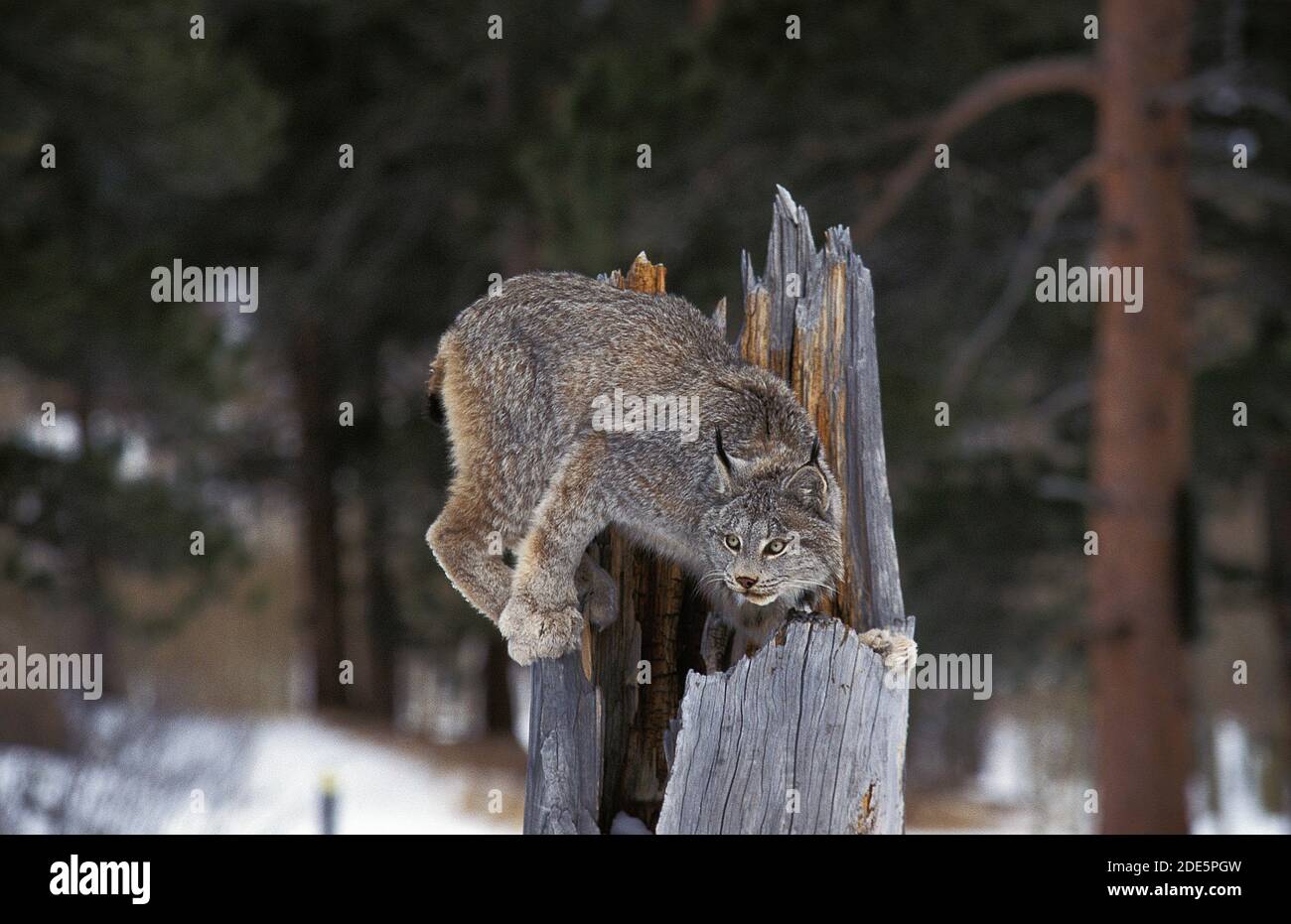 Canadian Lynx, lynx canadensis, Adulto appollaiato a Stump, Canada Foto Stock