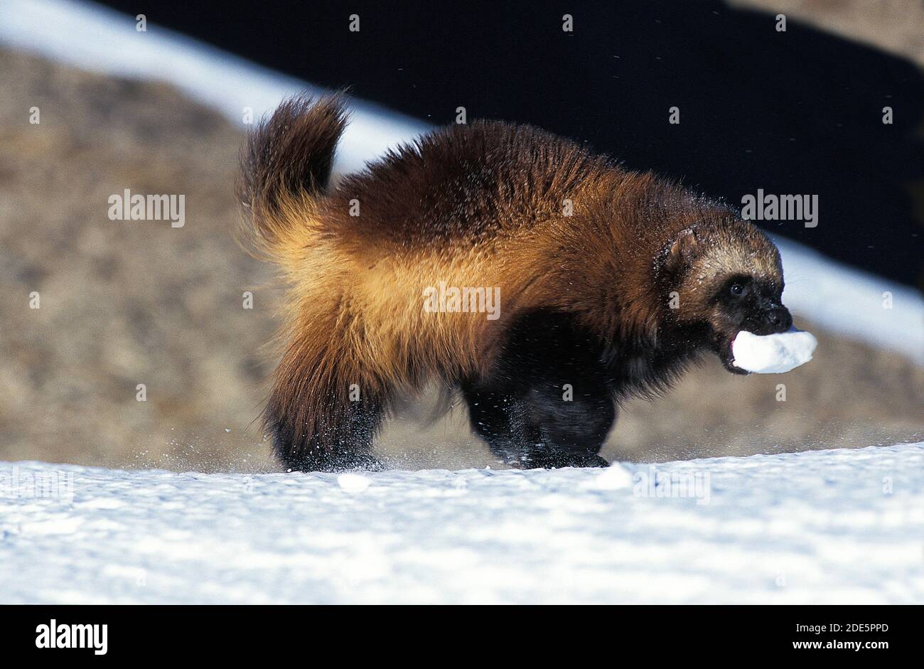 North American Wolverine, gulo gulo luscus, adulti con palla di neve in bocca, Canada Foto Stock