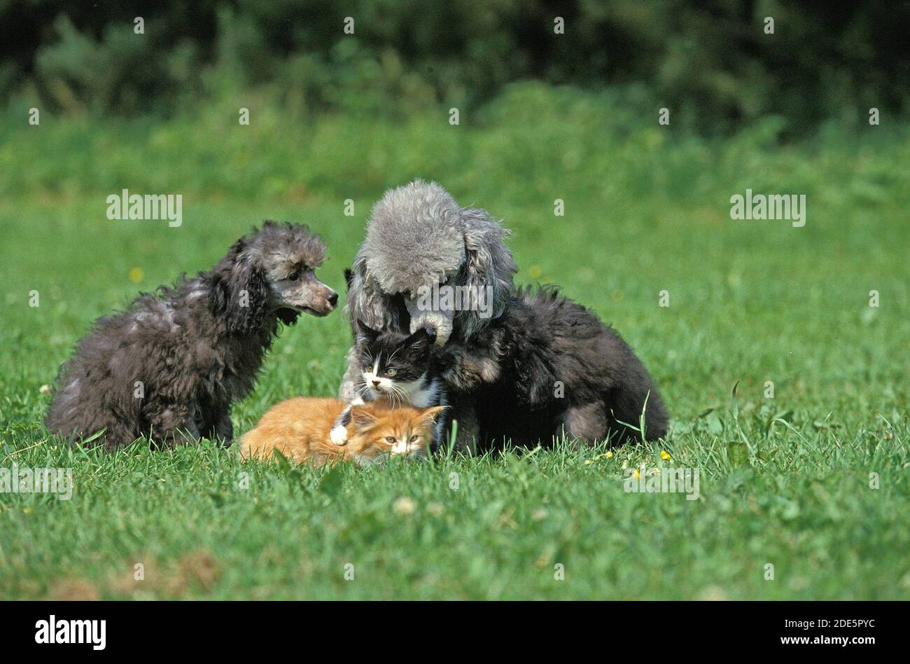 Grigio Standard Poodle femmina e cucciolo con Kitten Foto Stock