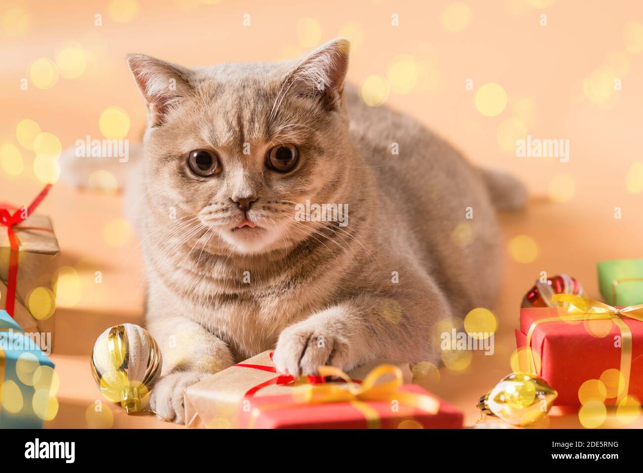 Pazzo gatto razza britannico Shorthair pesca colore con un sporgente lingua è tra i regali in scatole con nastri rossi E giocattoli di Natale Foto Stock