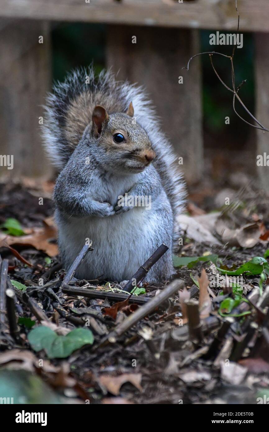 carino scoiattolo foraggi per cibo - scoiattolo grigio orientale - Primo piano di Sciurus carolinensis Foto Stock