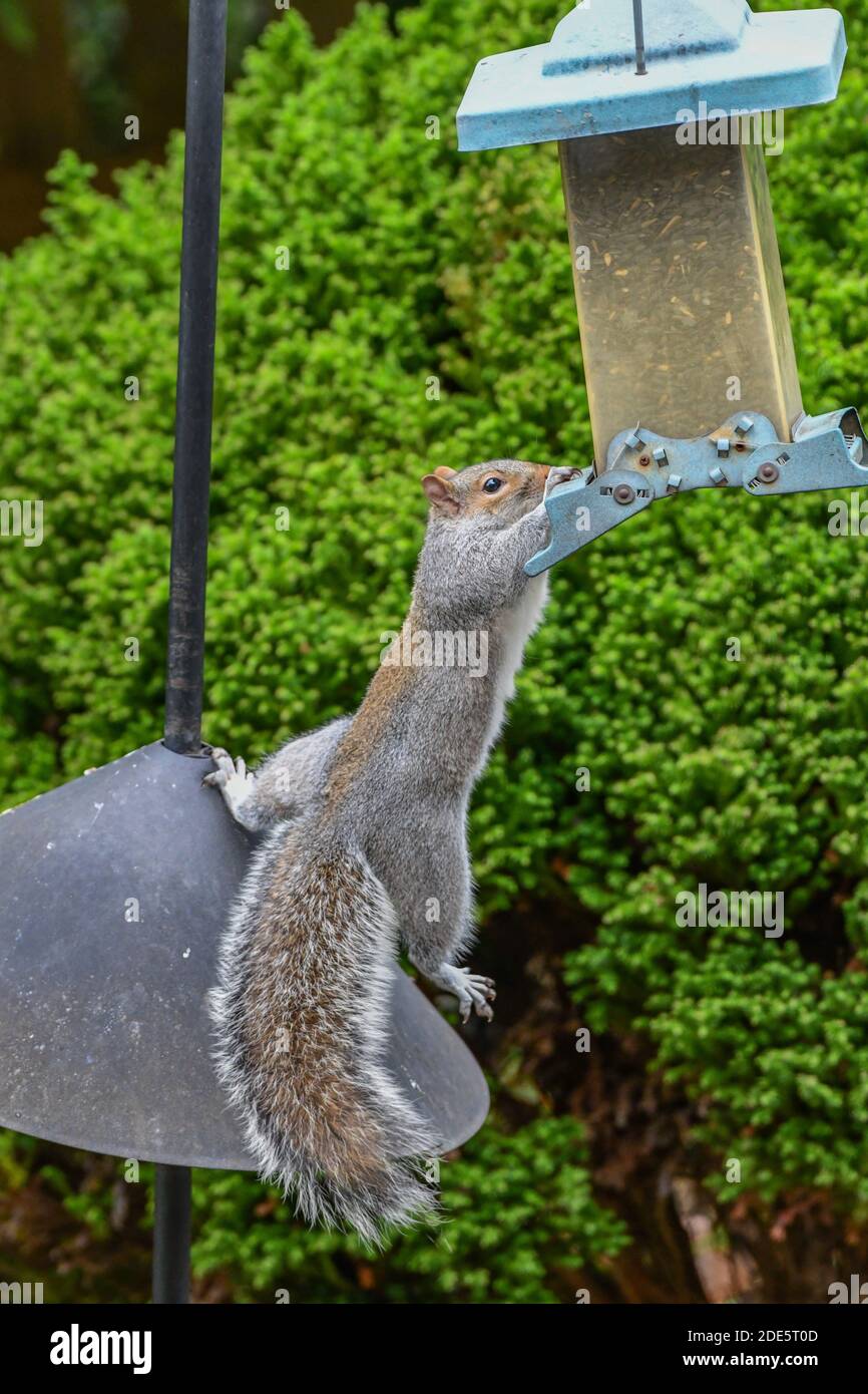 Scoiattolo su alimentatore di uccelli - scoiattolo grigio orientale - Sciurus carolinensis - - - scoiattolo animale divertente appeso a prova di scoiattolo alimentatore per uccelli Foto Stock