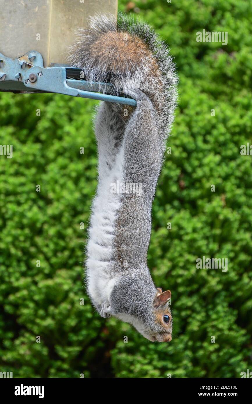 Scoiattolo su alimentatore di uccelli - scoiattolo grigio orientale - Sciurus carolinensis - - - scoiattolo animale divertente appeso a prova di scoiattolo alimentatore per uccelli Foto Stock