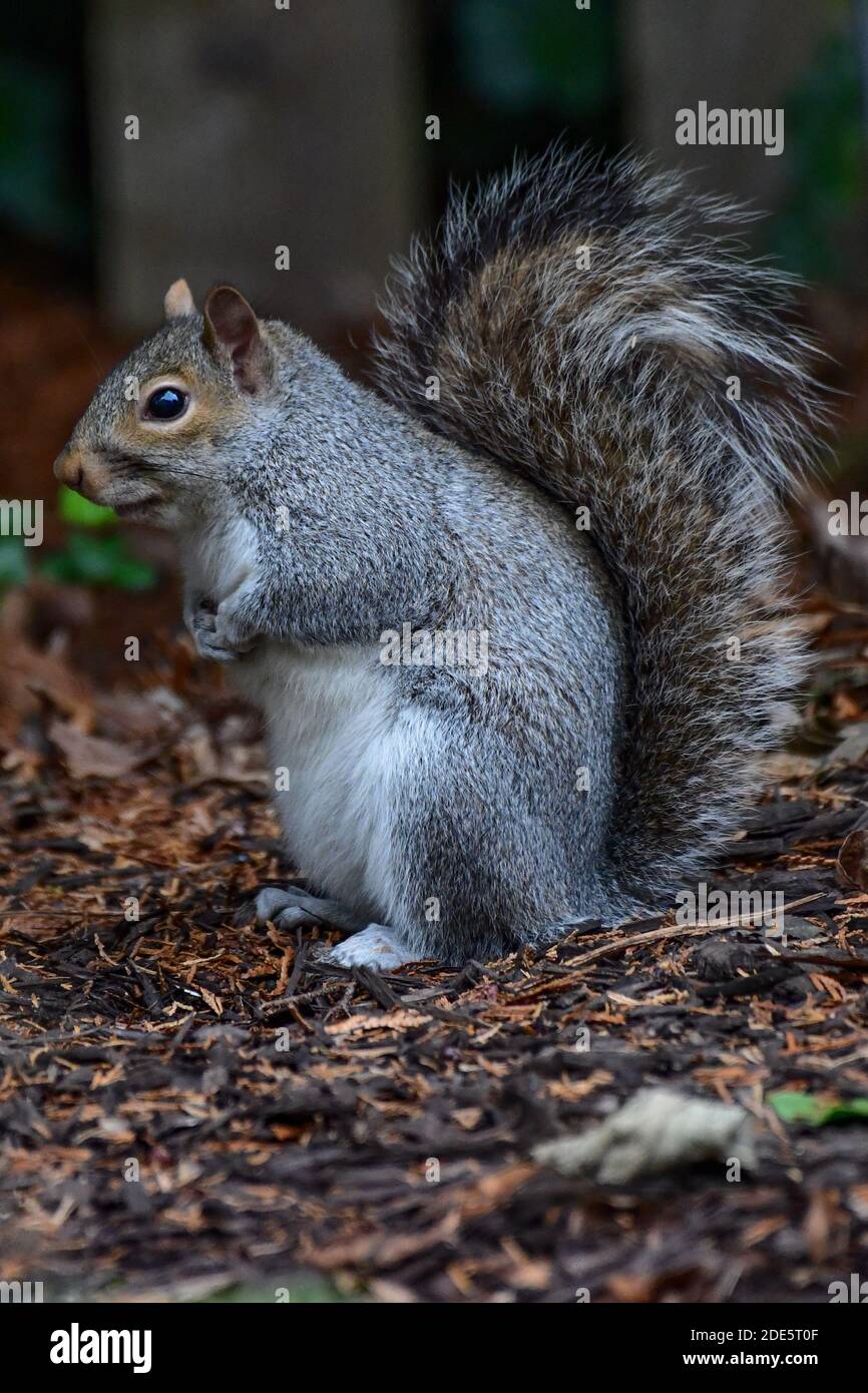 carino scoiattolo foraggi per cibo - scoiattolo grigio orientale - Primo piano di Sciurus carolinensis Foto Stock