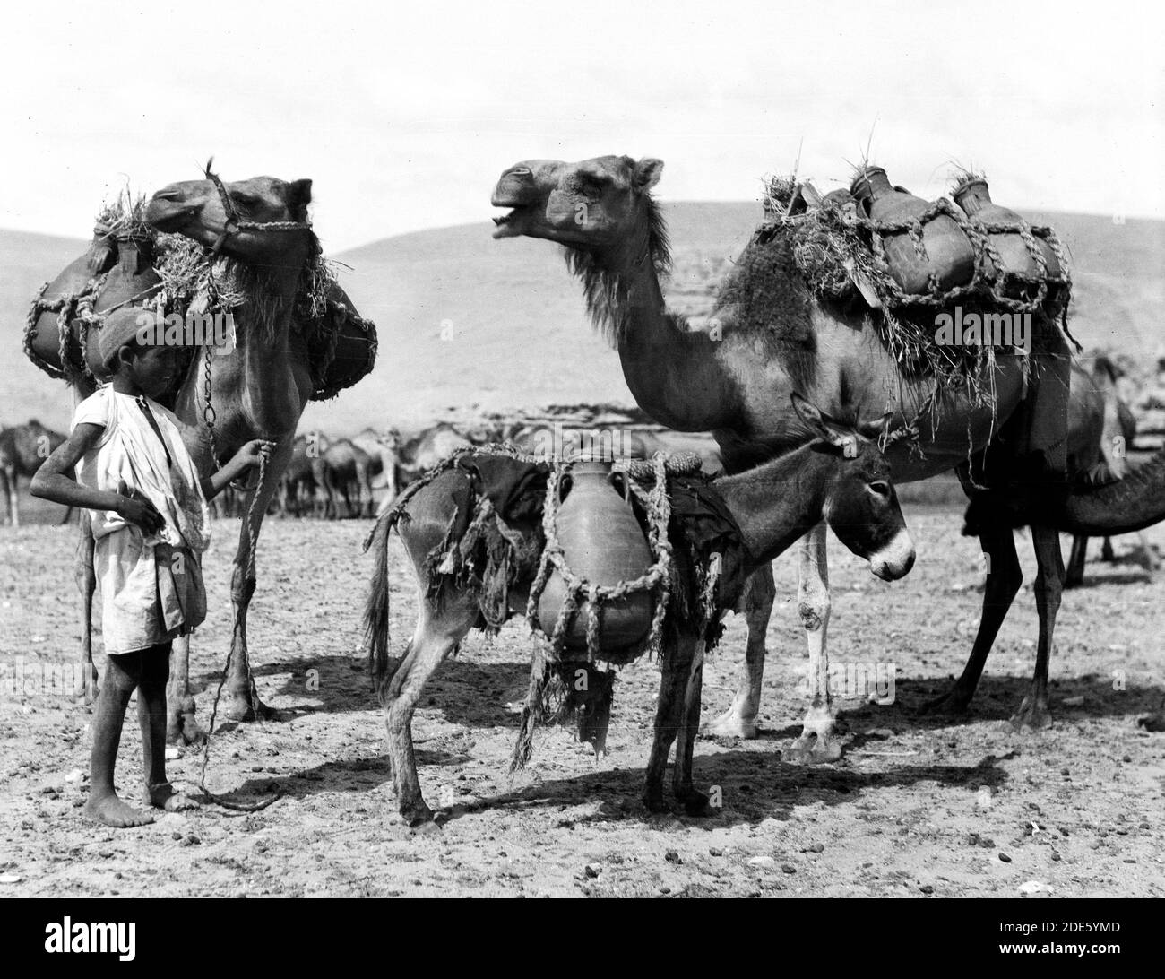 Didascalia originale: Beerseba e dintorni. (Birra Saba). Portare acqua al campo. Giare su cammelli e asino - Ubicazione: Israele--Beerseba ca. 1920 Foto Stock