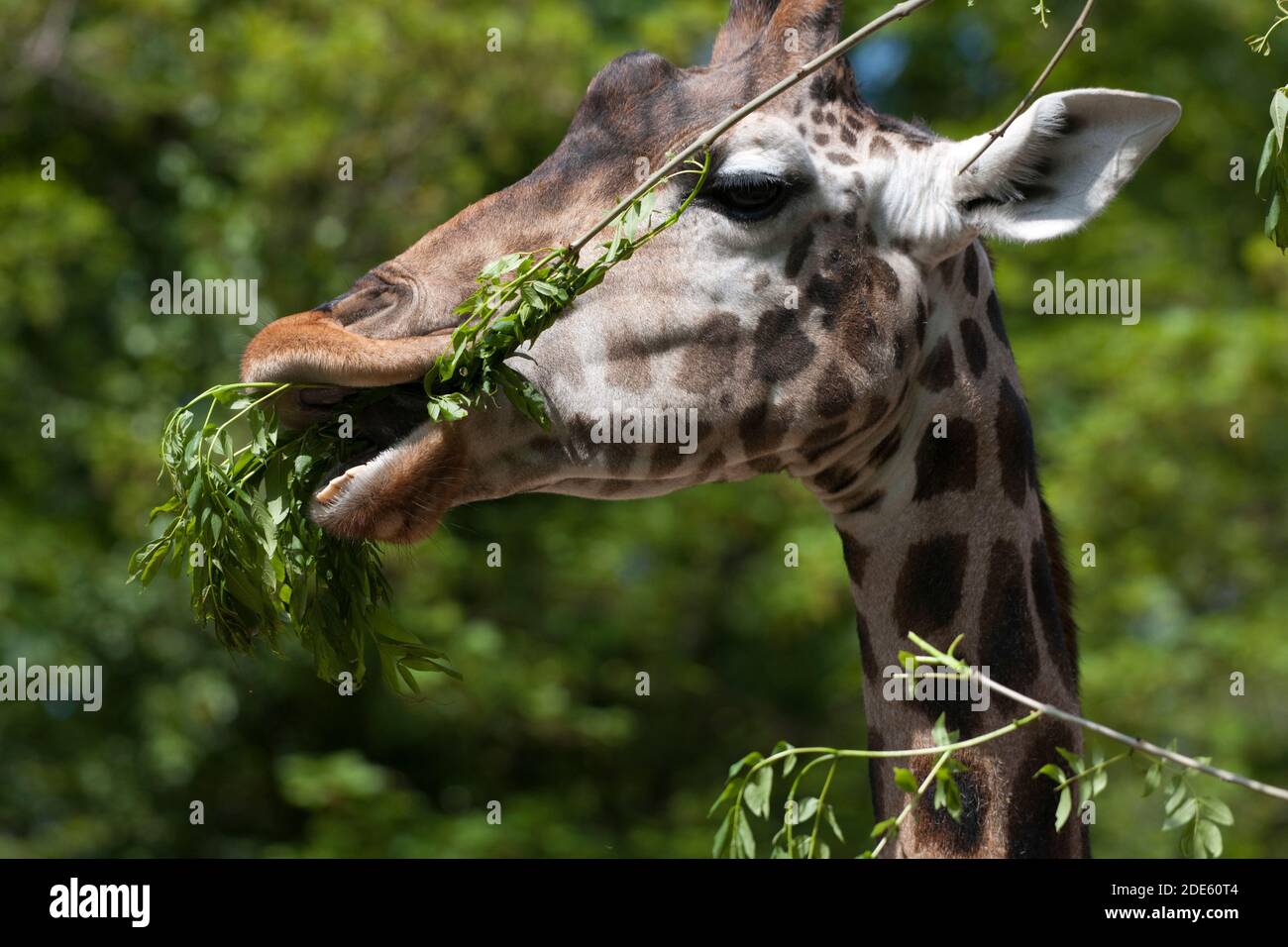 La giraffa di Rothschild mangia da un ramo Foto Stock