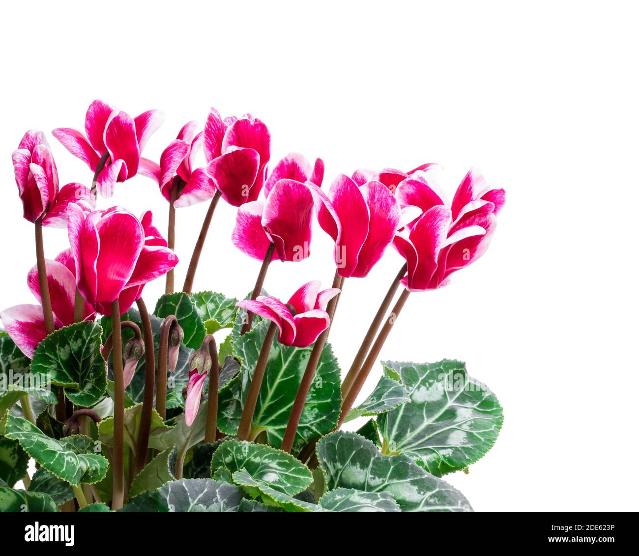 Colorati fiori di ciclamino isolati su bianco Foto Stock