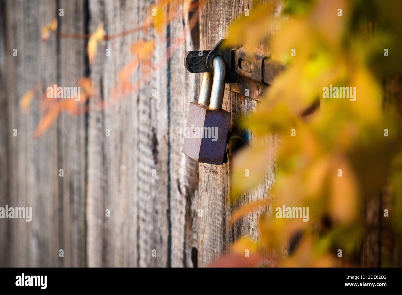 Porte di accesso in legno chiuse con vecchio blocco arrugginito circondato da foglie di caduta gialle Foto Stock
