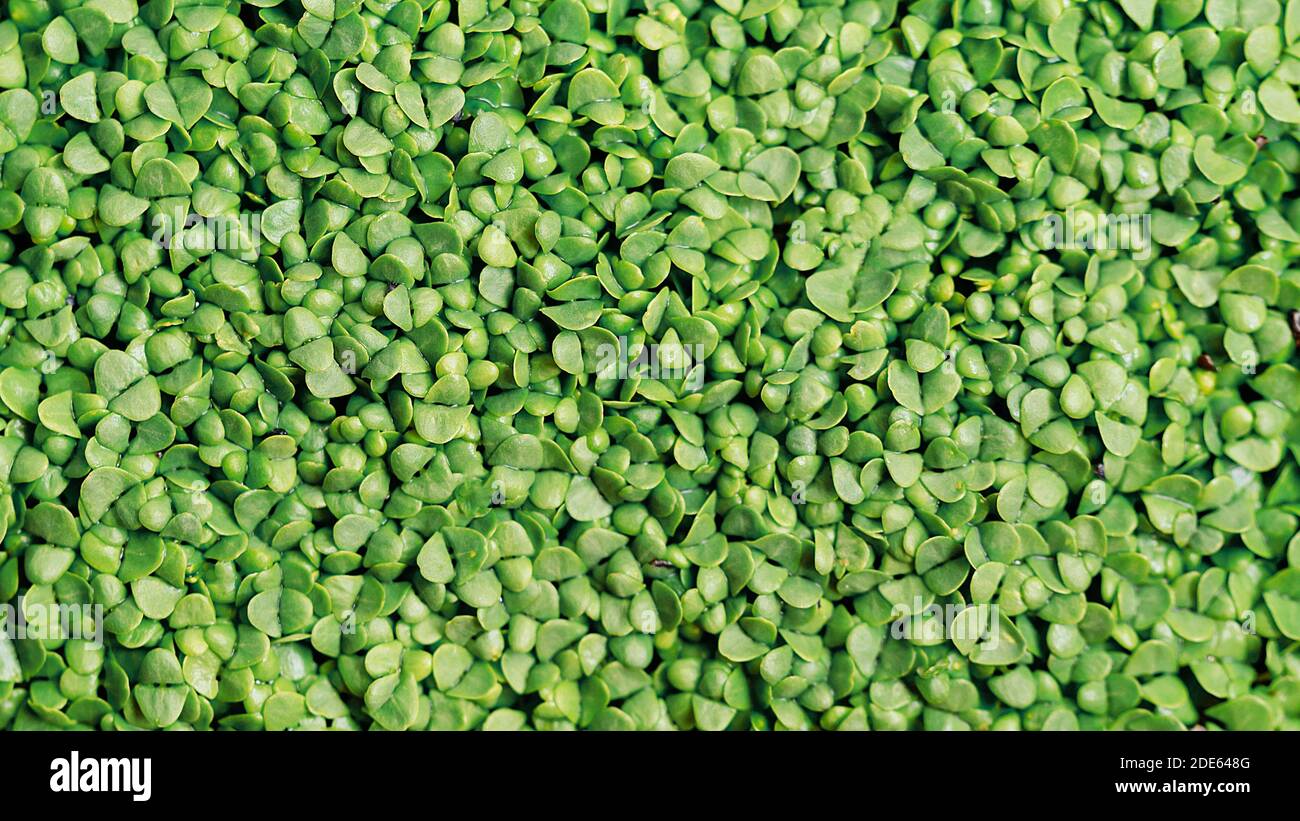 Sfondo di Fogliame Microgreen. Primo piano dei microgreens di basilico. Germinazione di seme a casa. Vegano e concetto di alimentazione sana. Basilico germinato fr Foto Stock