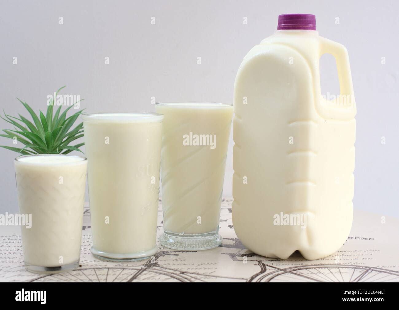 Un closeup di un gallone di latte con tre tazze pieno di latte su un tavolo bianco accanto a. pianta Foto Stock