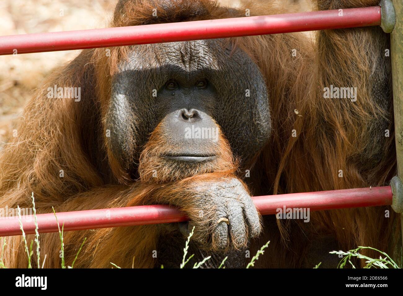 Orangutan maschile seduto dietro alcuni bar a Dudley Zoo Black Regione delle Midlands occidentali Inghilterra Regno Unito Foto Stock