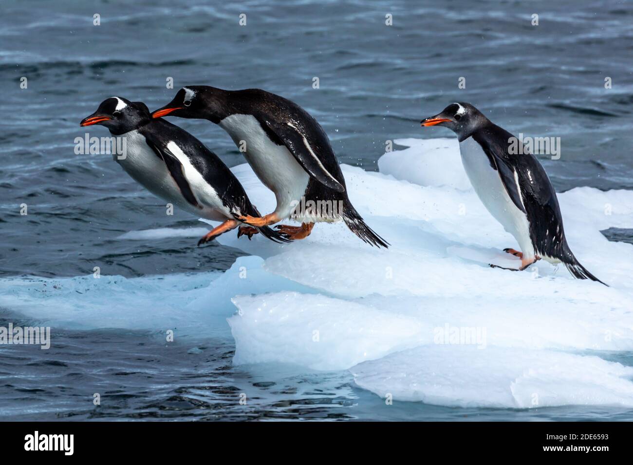 Pinguini al gioco Foto Stock