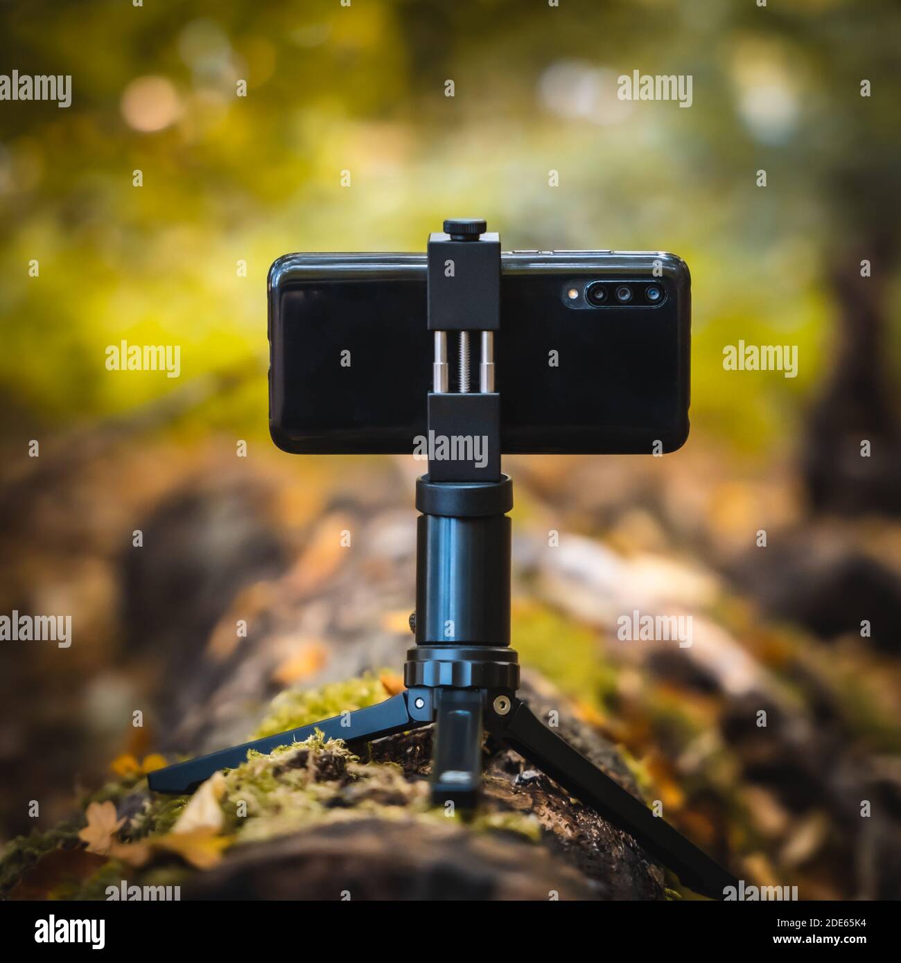 Telefono cellulare su treppiede di piccole dimensioni montato su un albero in foresta Foto Stock